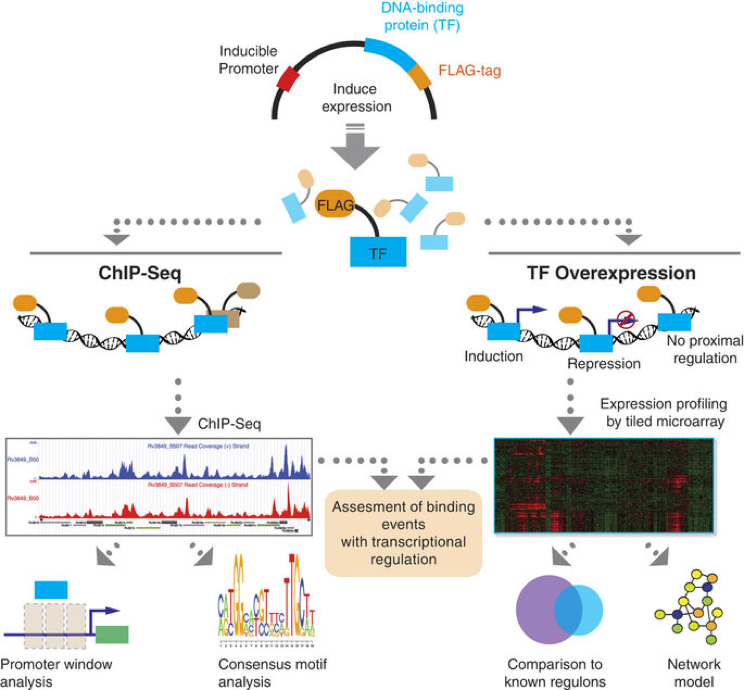 ../../_images/ChIP-Seq_TFOE_Analysis_Workflow.png