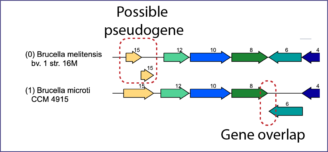 Gene Overlap