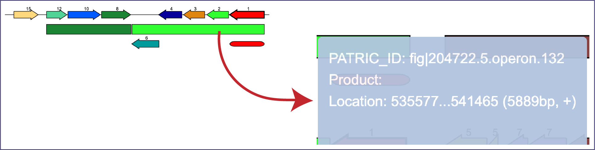 Operon