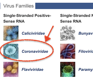 Coronaviridae family link