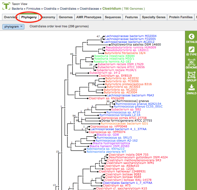 Phylogenetic Tree Viewer