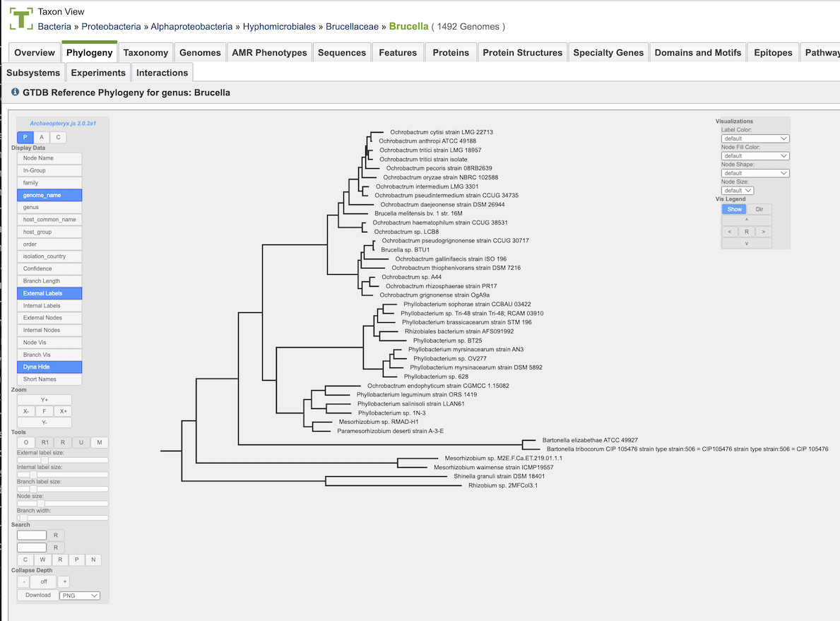 Phylogenetic Tree Viewer